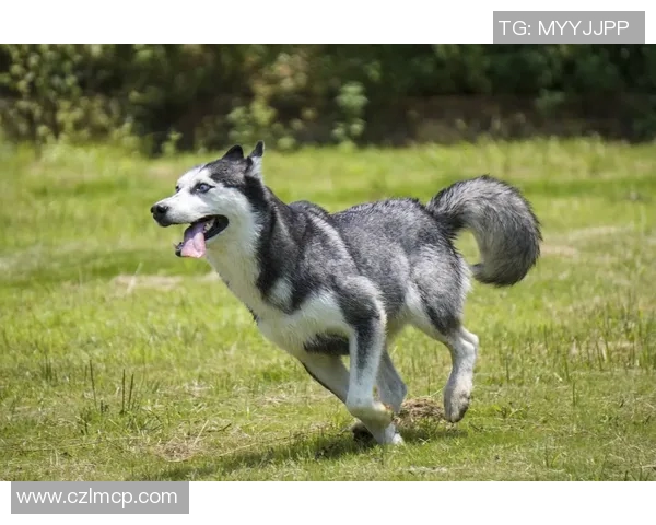 哈士奇足球明星的名字揭秘一起了解这只运动天才的故事